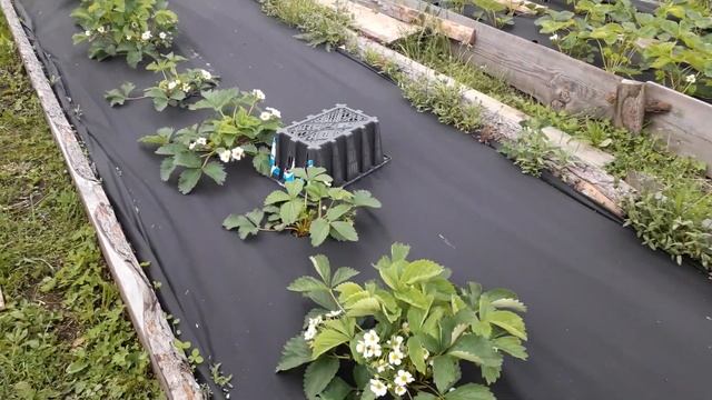 Когда лучше сажать клубнику в Сибири смотреть онлайн