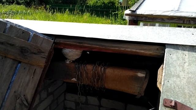 История о том, как осы вьют улей у нас в колодце смотреть онлайн