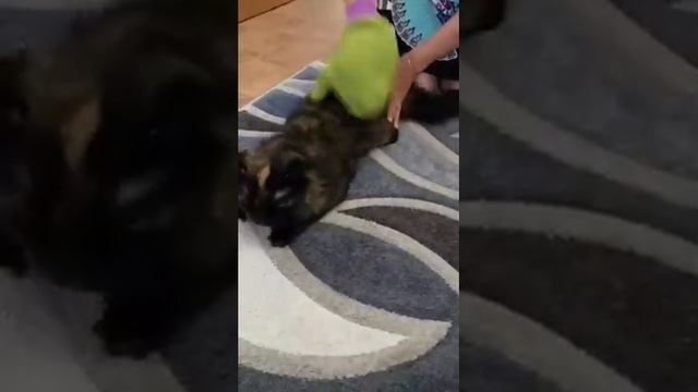 Чистим кошку от шерсти специальной варежкой смотреть онлайн