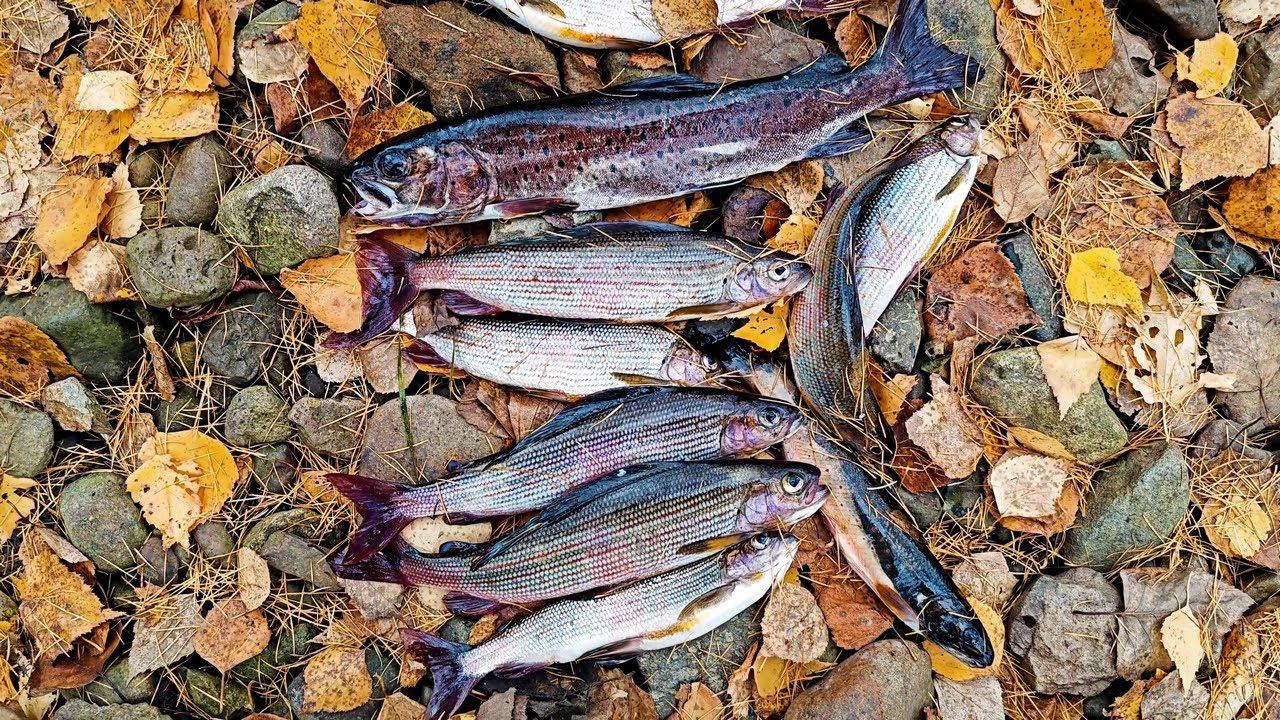 Октябрь. Речка. Хариус / Закрытие сезона рыбалки по открытой воде смотреть онлайн