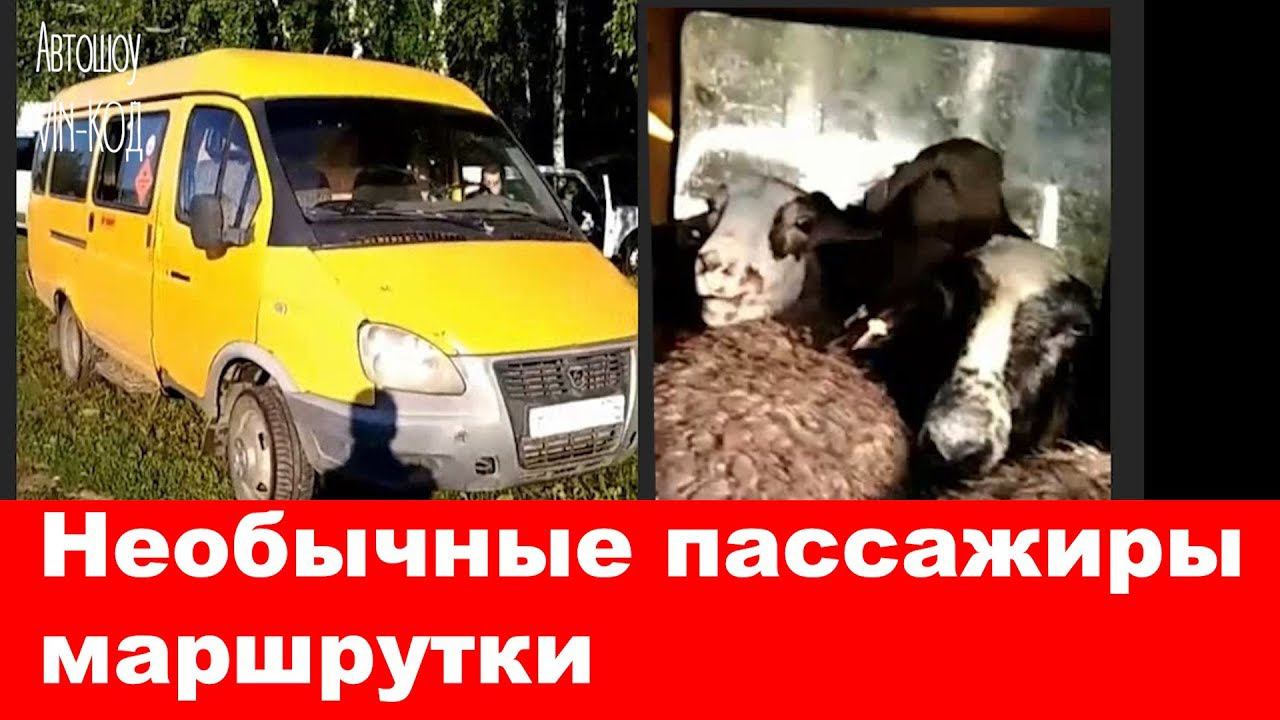 Необычные пассажиры маршрутки смотреть онлайн