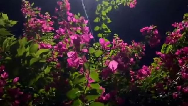 kagoj ful. Bougainvillea Glabra смотреть онлайн