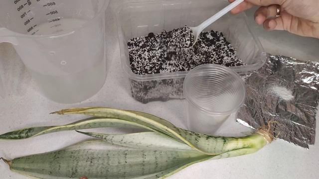 Сансевиерия PEARL YOUNG.Неадаптированная сансевиерия из Китая.Укоренение неадаптированной сансевиер