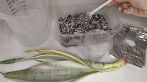 Сансевиерия PEARL YOUNG.Неадаптированная сансевиерия из Китая.Укоренение неадаптированной сансевиер