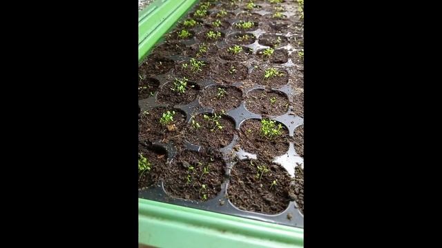 Как сеять и пикировать лобелию без потерь. смотреть онлайн