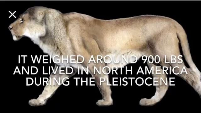 Smilodon populator vs American lion (discord server link in description) смотреть онлайн