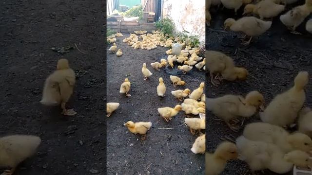 Утята Агидель смотреть онлайн