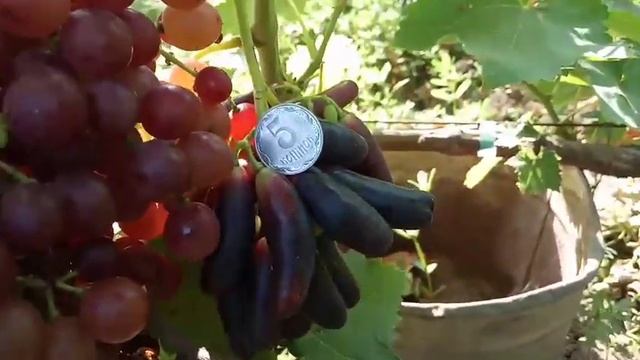 Школка винограда, Красная роза и Аватар на прививке, Сакура 18 августа 2021. Виноградник Щереденков смотреть онлайн