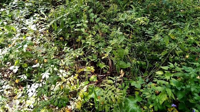 Грибы за огородом в ассортименте. смотреть онлайн