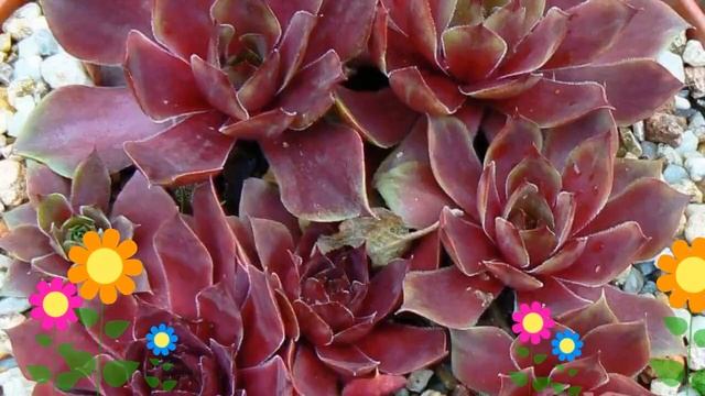 Молодило кровельное (Cameleon). Краткий обзор, описание характеристик, где купить саженцы смотреть онлайн