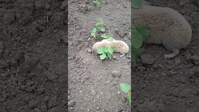 Слепыш молодой. Будни в поле. Боевой слепыш. Хочет сбежать. смотреть онлайн