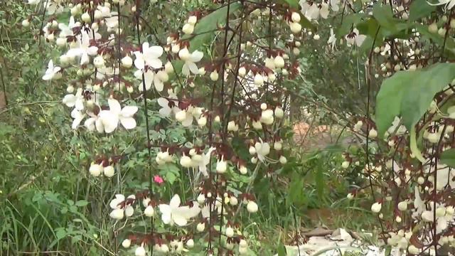 Lung linh hoa dạ ngọc minh châu. Clerodendrum schmidtii. Клеродендрум Шмидта (Bovi) смотреть онлайн