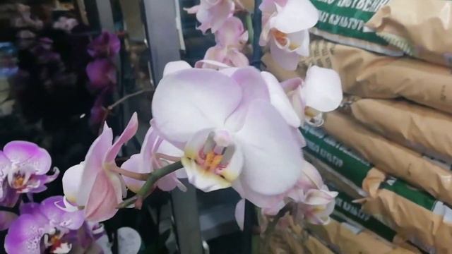 Дикий кот, Сакрифайс на уценке Бауцентра. смотреть онлайн