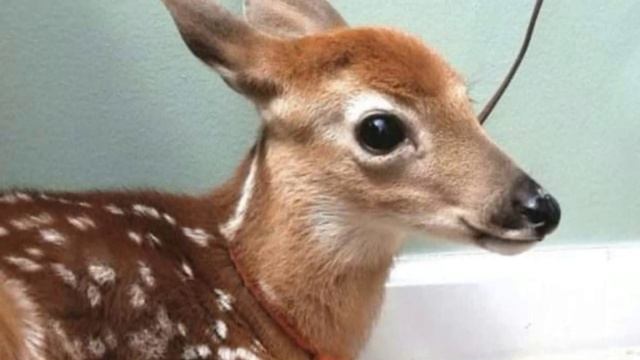 Женщина оставила дверь открытой во время шторма, и случилось непредвиденное... смотреть онлайн