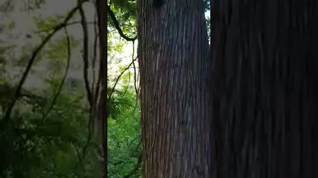 Забавные животные. Очень красивые белочки... смотреть онлайн