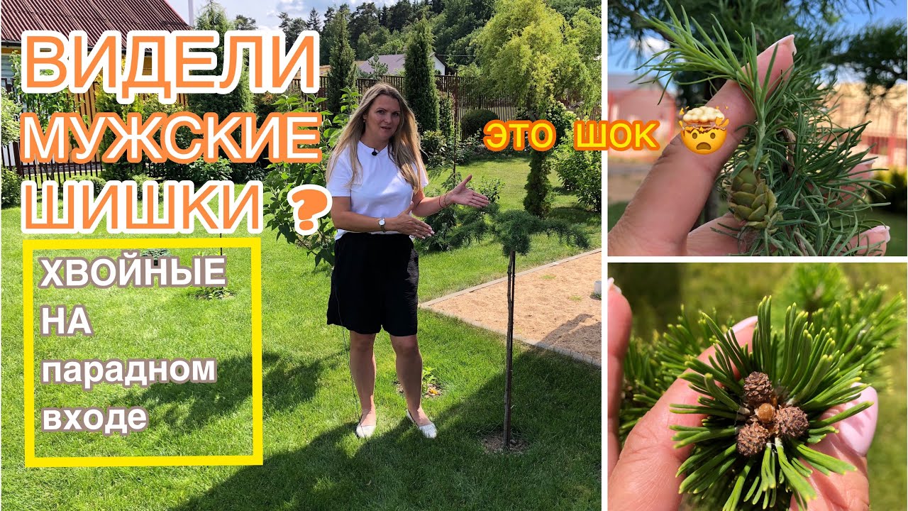Мужские шишки на лиственнице! Это что то! Хвойные на газоне, как так ??☝️ смотреть онлайн
