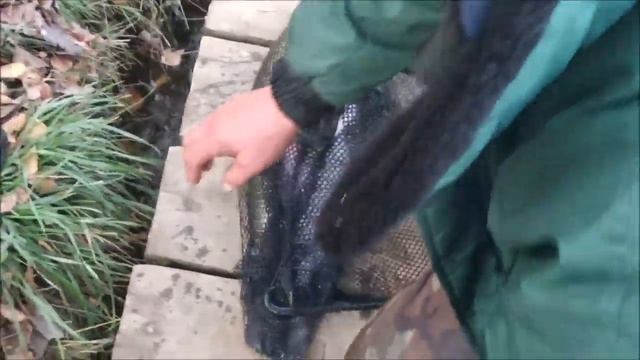 Клевое Место д. Савельево. Поимки форели второй сектор. смотреть онлайн