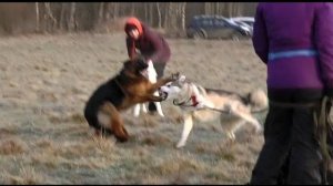 Когда собаки дерутся, что делать? Выпуск 13.