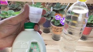 Для ПЫШНОГО ЦВЕТЕНИЯ УДОБРИ фиалку ТАК!  Правильно УДОБРЯЕМ фиалку на ФИТИЛЕ!