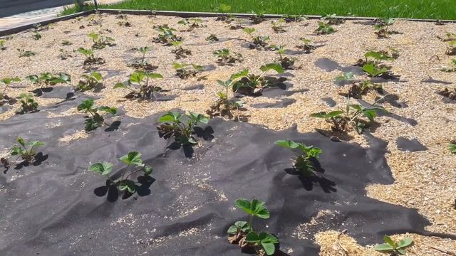 Посадка клубники под плёнку или агроволокно. смотреть онлайн