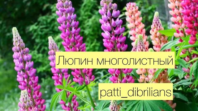 РАСТЕНИЯ КОТОРЫЕ ЛЮБЯТ КИСЛУЮ ПОЧВУ смотреть онлайн