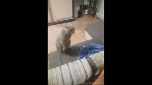 Кот и мужик выясняют чей диван