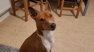 #basenji talk ,басенджи говорит,