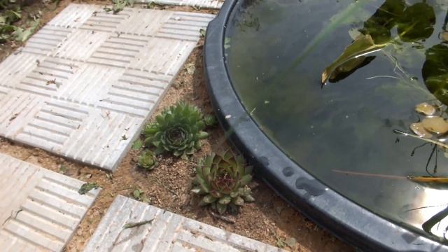 Зона водоёма,ступеньки вниз и новые растения. смотреть онлайн