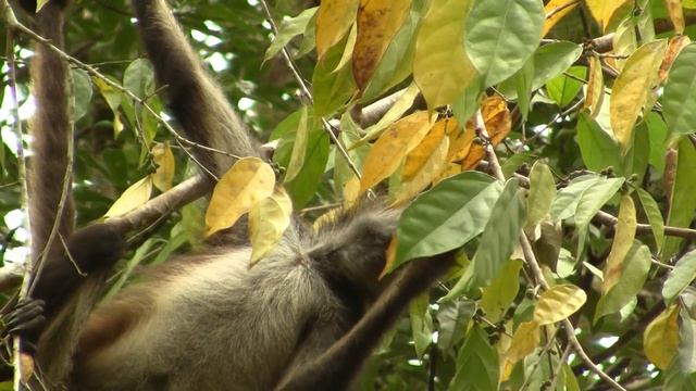 Endangered: Spider Monkey. Паукообразная обезьяна; коата Жоффруа (1245sp) смотреть онлайн