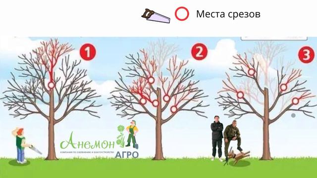 Схема правильной обрезки плодовых деревьев смотреть онлайн