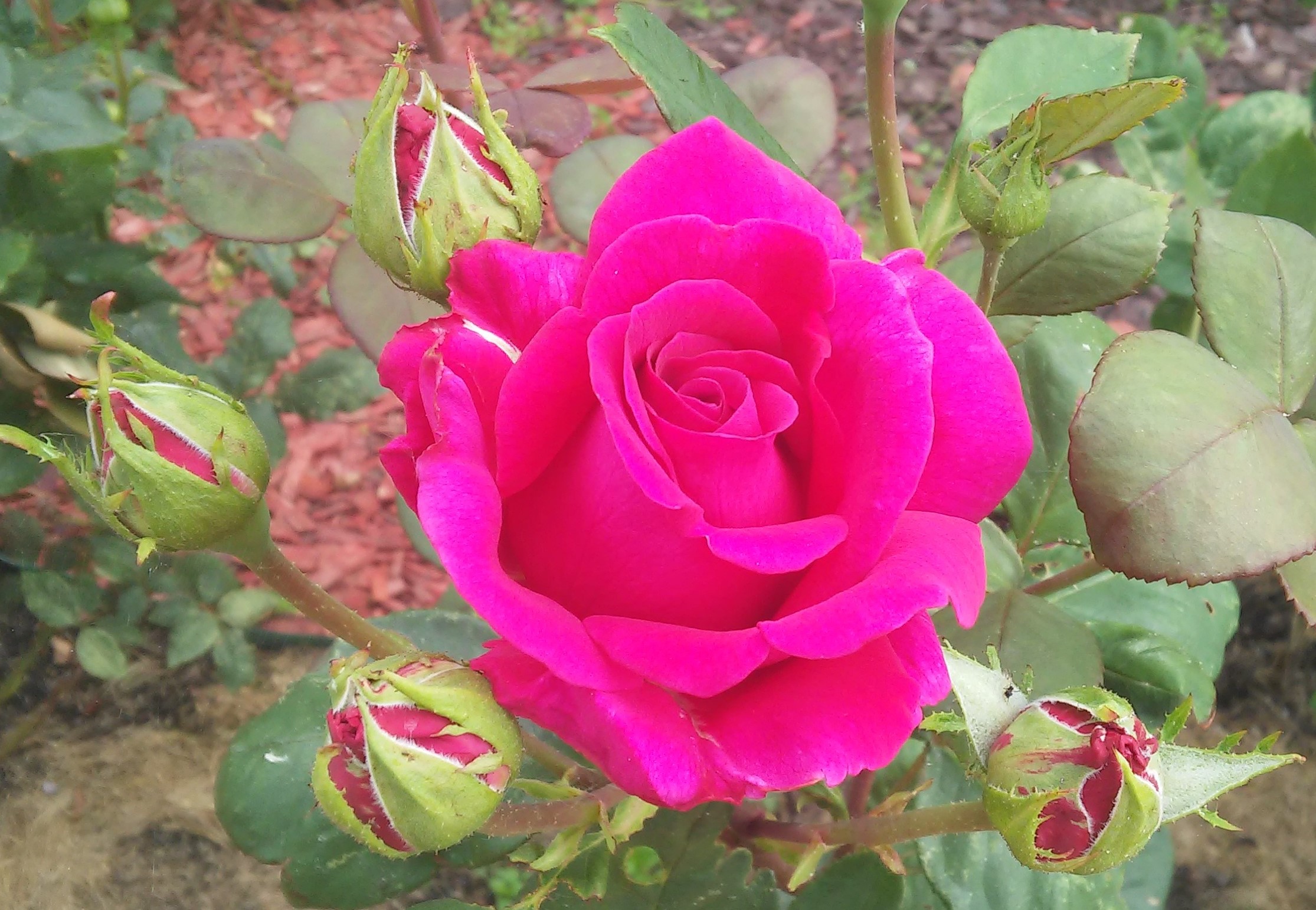 РОЗЫ. НОВЫЕ ОБРАБОТКИ ПОСЛЕ ДОЖДЕЙ. смотреть онлайн