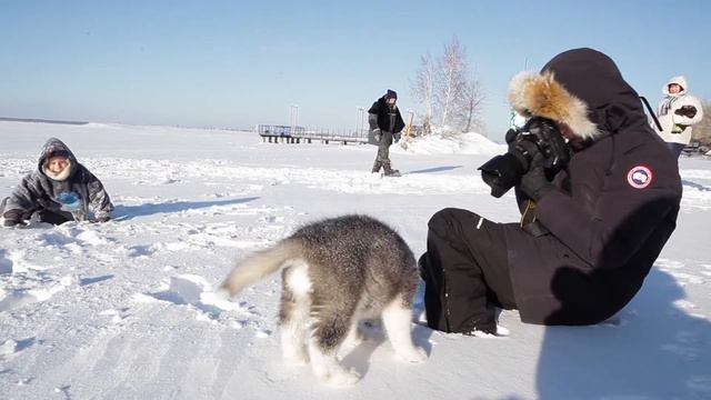 МАЛАМУТЫ - КРАСИВЫЕ ЩЕНКИ В СИБИРИ, Malamute in Siberia смотреть онлайн