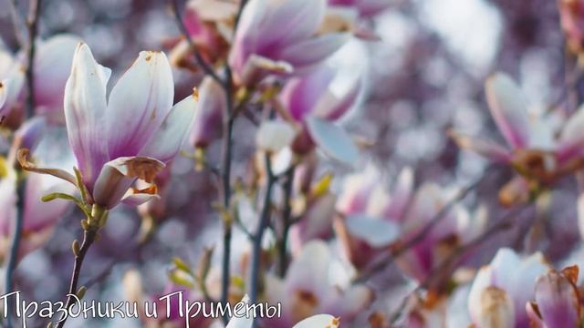 3 мая РАДОНИЦА, сегодня НЕ СМЕЙ ДЕЛАТЬ ЭТО! Народные традиции и приметы. Родительский день смотреть онлайн