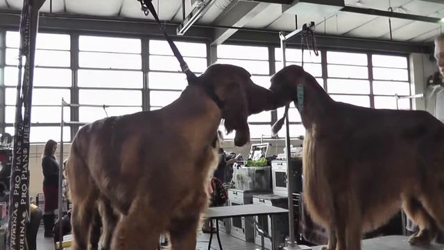 Different breeds of dogs\Разные породы собак смотреть онлайн