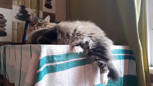 Сибирский кот Кесмус. Кот на клавиатуре. смотреть онлайн