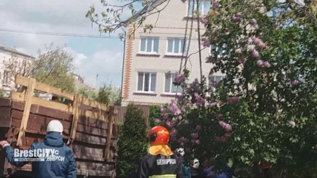 В Бресте ловили "сбежавшую" из грузовика корову смотреть онлайн