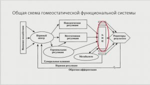 Часть 4. ФУС уровня глюкозы