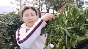 3 сентября 2021г. ОСТРЫЙ ПЕРЕЦ как бизнес