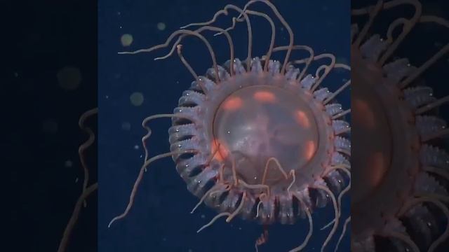 Новый вид медуз обнаружен в «сумеречной зоне» океана смотреть онлайн