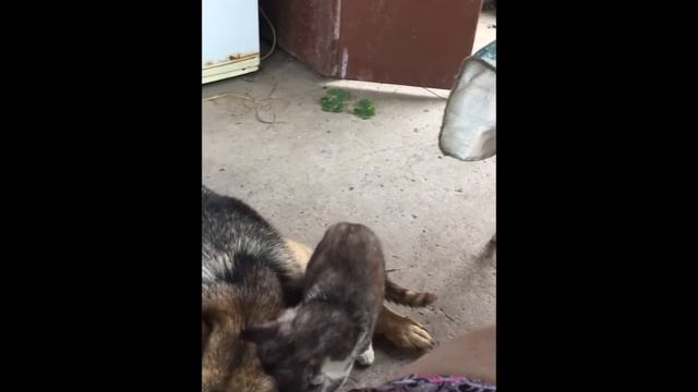 Кубанская казачка Не брани меня, родная смотреть онлайн