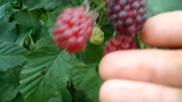 Ежемалина Tayberry смотреть онлайн