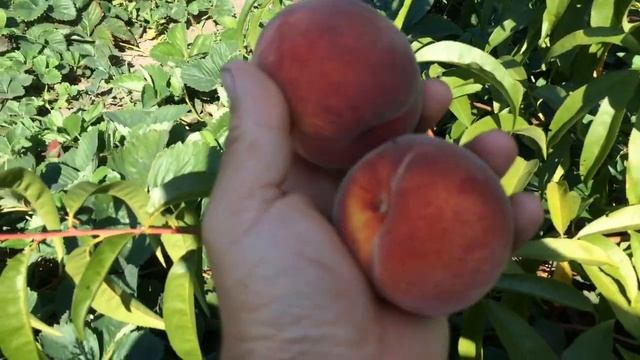 Один из самых вкусных персиков " Онтарио" смотреть онлайн