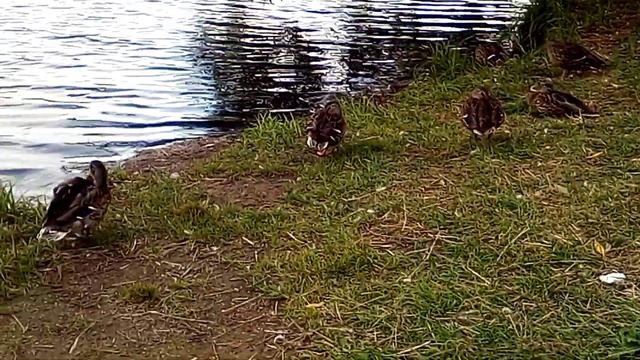 Зачем утки засовывают клюв в перья? Греются? / Why do ducks stick their beaks into their feathers? смотреть онлайн