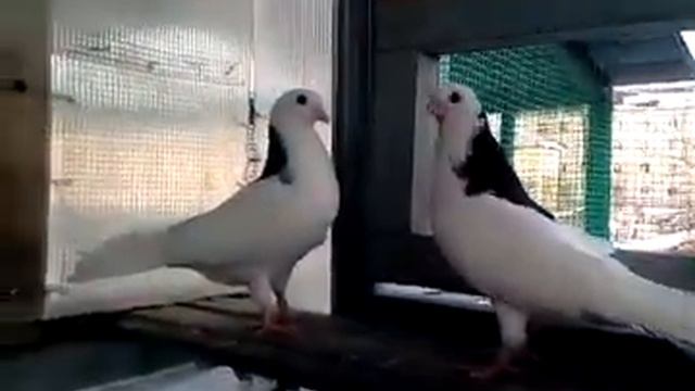 Молодёж 2017. Г.Александров смотреть онлайн