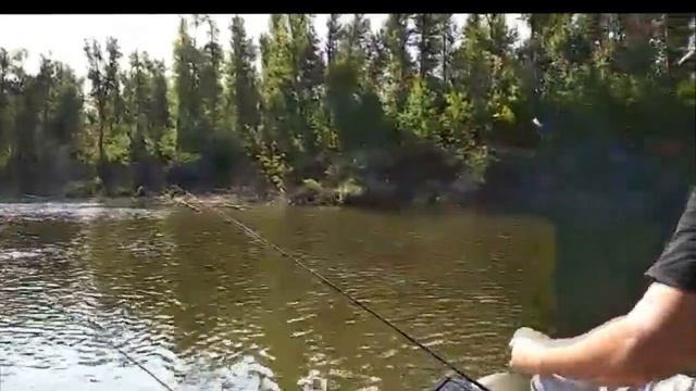 Удачная рыбалка на реке Ахтуба Поймали белого амура mp4 смотреть онлайн