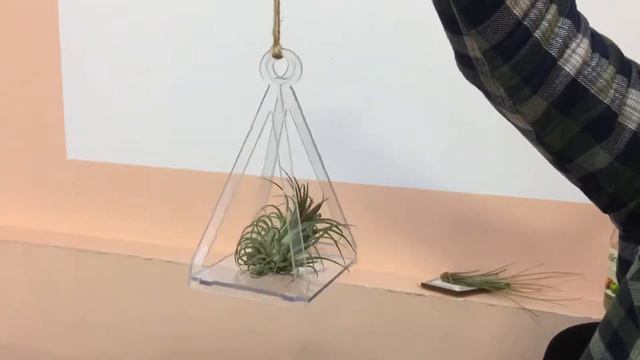Хищные и воздушные растения смотреть онлайн
