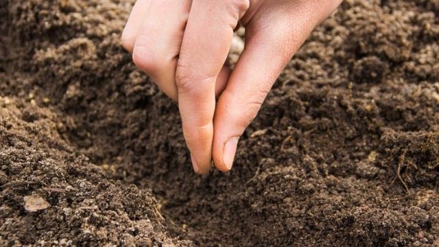 Веганские Рецепты