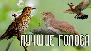 Лучшие пернатые певцы / Мини-определитель голосов птиц #голосаптиц