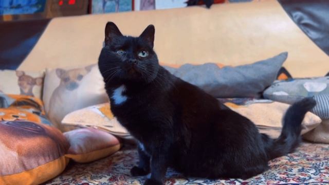 Pollo alla Pizzaiola смотреть онлайн