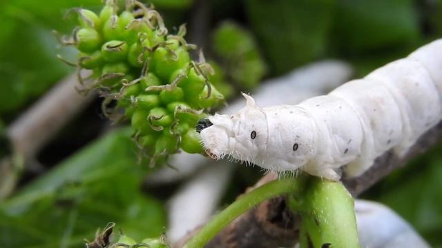 Bombyx Mori (Linnaeus, 1758)